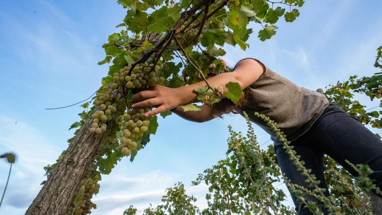 Chateau Mosmieri Hotel & Winery Telavi Eksteriør billede